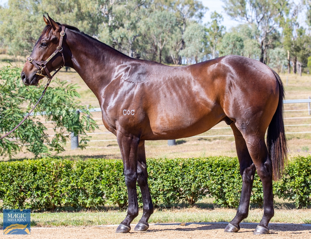2022 Adelaide Yearling Sale Lot 148 Encryption (AUS) Giroux (AUS)